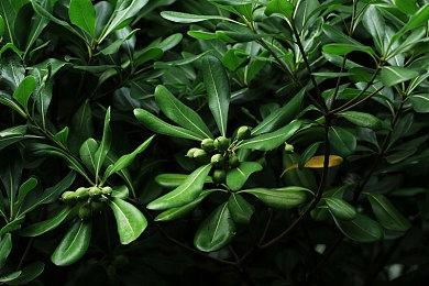 《影之刃零》CJ展回放视频 在PS5上已达到2K＆60帧